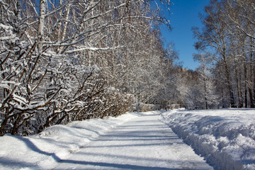 Snowy road and trees on the sidelines. Wet snow adhered to tree branches. Beautiful Road after a snowfall.