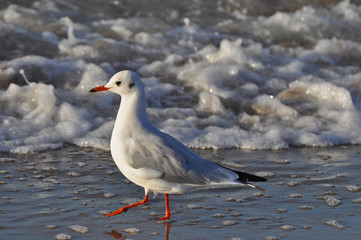 A seagull walking on the beach of Warnemünde, Rostock, at the Baltic sea, Germany 