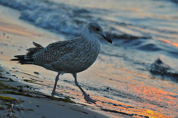 A seagull walking on the beach of Warnemünde, Rostock, at the Baltic sea, Germany 