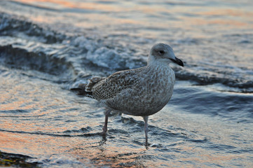 A seagull walking on the beach of Warnemünde, Rostock, at the Baltic sea, Germany 