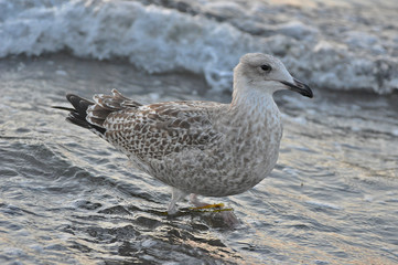 A seagull walking on the beach of Warnemünde, Rostock, at the Baltic sea, Germany 