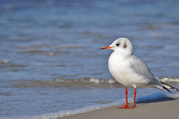 Naklejka premium A seagull walking on the beach of Warnemünde, Rostock, at the Baltic sea, Germany 