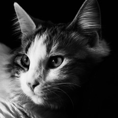 Cat portrait black and white © Oscar