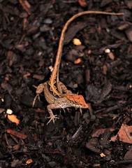 Lily the Lizard Hanging Out