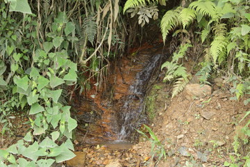 ferns in forest