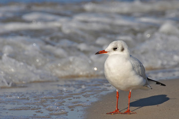 Naklejka premium A seagull walking on the beach of Warnemünde, Rostock, at the Baltic sea, Germany 
