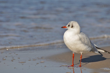 Fototapeta premium A seagull walking on the beach of Warnemünde, Rostock, at the Baltic sea, Germany 