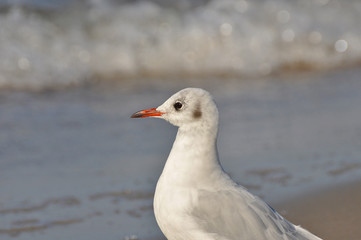 A seagull walking on the beach of Warnemünde, Rostock, at the Baltic sea, Germany 