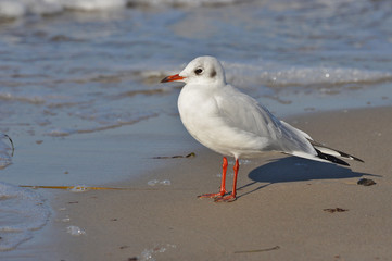 A seagull walking on the beach of Warnemünde, Rostock, at the Baltic sea, Germany 
