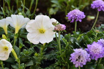 紫のスカビオサ