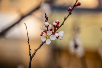 Spring, a sprig of flowering apricots.