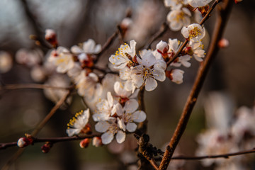 Spring, a sprig of flowering apricots.