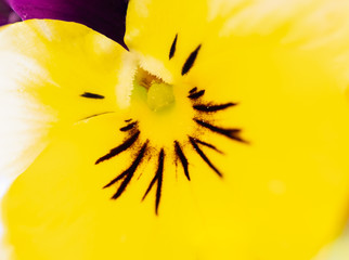 Yellow viola