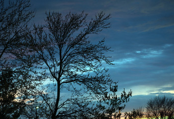A tree silhouetted by a sunset.