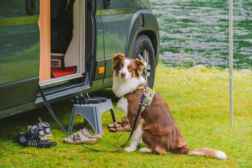 trip with pet. Happy Brown Dog Border Collie travel by car. Border Collie dog sitting near car...