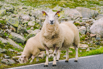 Sheep walking along road. Norway landscape. A lot of sheep on the road in Norway. Rree range sheep on a mountain road in Scandinavia. Sheep Farming. Mountain road with sheeps