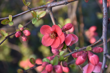 Red flowers and buds side by side on young twig