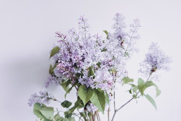 Obraz premium bouquet of lilac on white background
