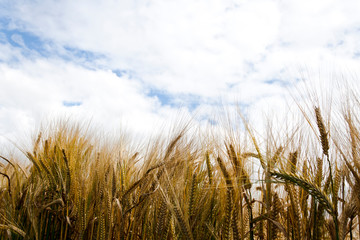 Rye Field in sunny weather