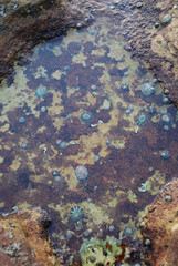 Little rock pooling shell that sticking on the rock.