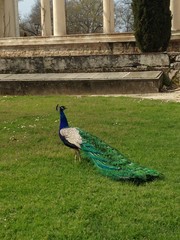 Peacock in a Garden