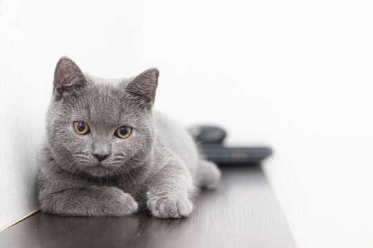 A grey smoky furry British cat looks at the camera on a white background with space for text. The concept of Studio photography for articles and advertisements about Pets and caring