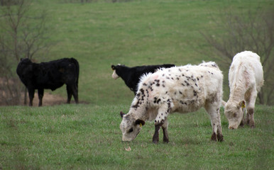 A black and white spotted cow with a herd in a field.