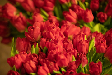 Fresh and nature a group of colorful tulip 
