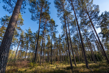 Forest with lots of oak trees during sunset