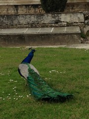 Obraz premium Peacock in a Garden 2