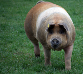 Portrait of a large pig in a field.