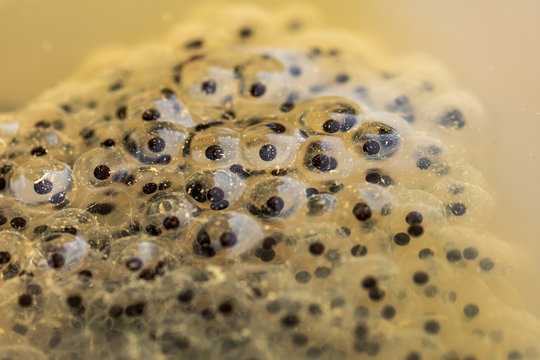 Frog Eggs Images – Browse 233 Stock Photos, Vectors, and Video