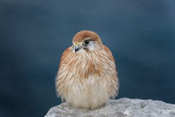 Nankeen Kestrel by the sea, Sydney, Australia
