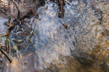 Branches of a Tree in Water