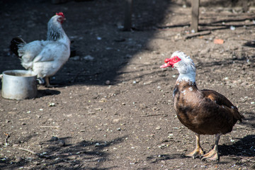 poultry in the afternoon on feeders