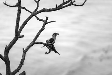 Kookaburras at sunset, Byron Bay Australia
