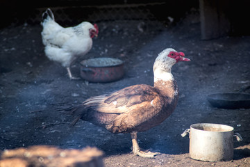 poultry in the afternoon on feeders