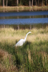 Great Egret in Water