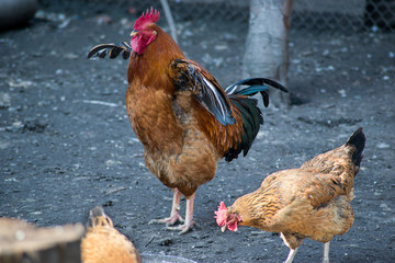 poultry in the afternoon on feeders