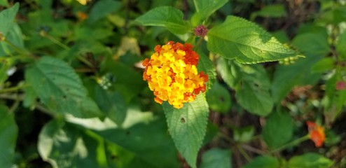 Flor amarilla y anaranjada