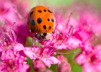 Ladybird on a flower
