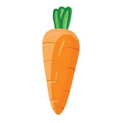 Fresh carrot isolated on white. Vector illustration in realistic style. Design for products, posters, print, stickers