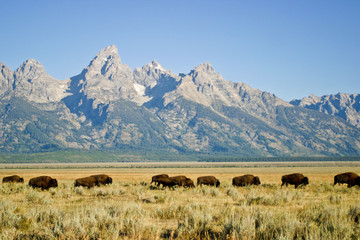 Bison Row © Photos By Jessica