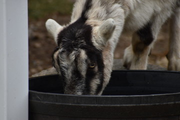 black and white goat drinking from trough