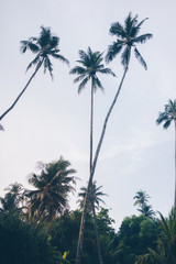 Relaxed Palm trees in Kabalana/Sri Lanka