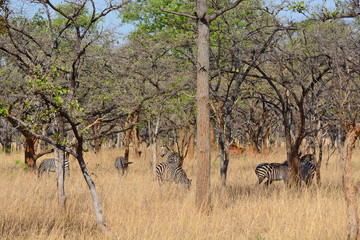 Obraz na płótnie Canvas Zebras, grazing, at the conservation park of Lilayi Lodge, not far from Lusaka, in Zambia. 