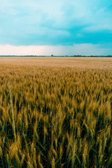 Kornfeld in Osteuropa