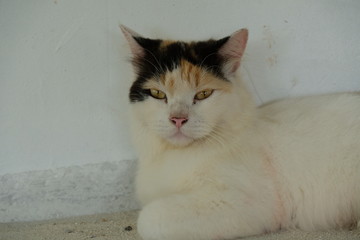 すまし顔の猫。Cute cat with clearly expressed eyes.