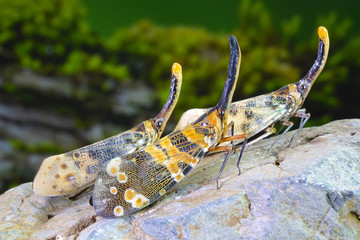 Dark-horned Lantern-fly (Pyrops spinolae) and White wing Lantern-fly (Pyrops astarte),a species of planthopper. The unicorns of the insect world. Selective focus, blurred background.