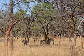 Zebras, grazing, at the conservation park of Lilayi Lodge, not far from Lusaka, in Zambia. 